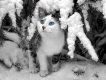Photo Contest 39